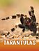 Tarantulas