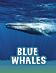 Blue Whales