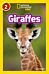 Giraffes