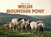 Spirit of the Welsh Mountain Pony