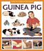 How to Look After Your Guinea Pig