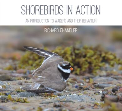 Shorebirds in Action