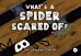 What's a Spider Scared of?