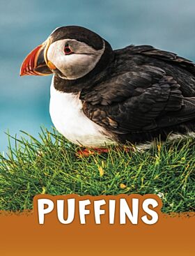 Puffins