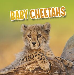 Baby Cheetahs