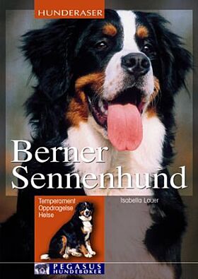 Berner sennenhund