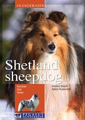 Shetland sheepdog