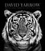 David Yarrow Photography