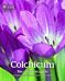 Colchicum: The Complete Guide