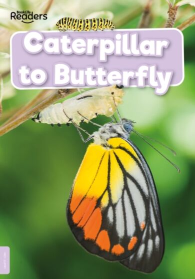 Caterpillar to Butterfly