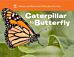 Caterpillar to Butterfly