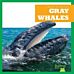 Gray Whales