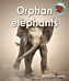 Orphan elephants