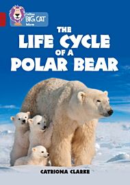 The Life Cycle of a Polar Bear