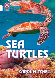 Sea Turtles