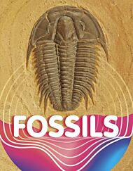 Fossils