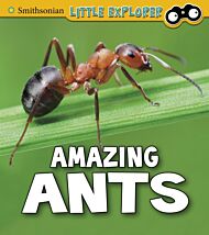 Amazing Ants