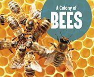 A Colony of Bees