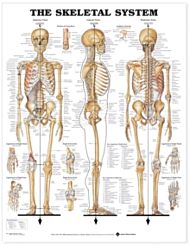 The Skeletal System