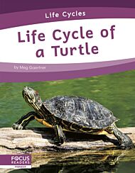 Life Cycles: Life Cycle of a Turtle