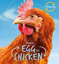 Lifecycles: Egg to Chicken