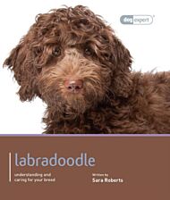 Labradoodle - Dog Expert