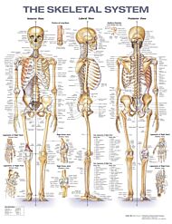 The Skeletal System Anatomical Chart