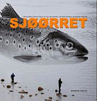 Sjøørret