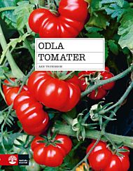 Odla tomater