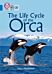 The Life Cycle of the Orca