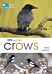 RSPB Spotlight Crows