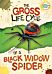 The Gross Life Cycle of a Black Widow Spider