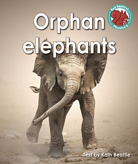 Orphan elephants