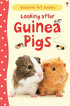 Looking after Guinea Pigs