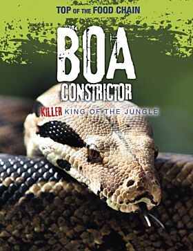 Boa Constrictor