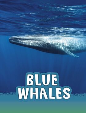 Blue Whales