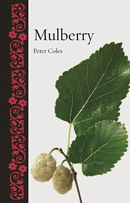 Mulberry