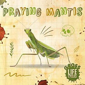 Praying Mantis