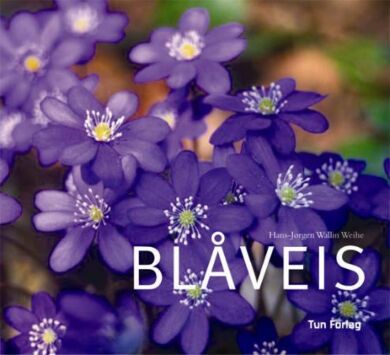 Blåveis