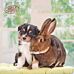 Kalender 2025 Animal Friendships 30x30cm