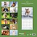 Kalender 2025 Dogs 18x18cm