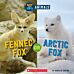 Fennec Fox or Arctic Fox (Wild World: Hot and Cold Animals)