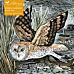 Adult Jigsaw Puzzle Angela Harding: Marsh Owl