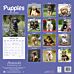 Kalender 2025 Puppies 30x30cm