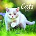 Kalender 2025 Cats 30x30cm