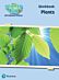 Science Bug: Plants Workbook