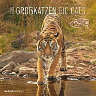 Kalender 2025 Big Cats 30x30cm