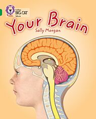 Your Brain