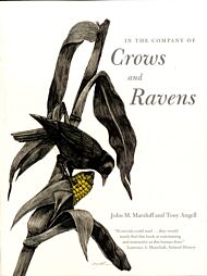 In the Company of Crows and Ravens