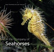 In the Company of Seahorses